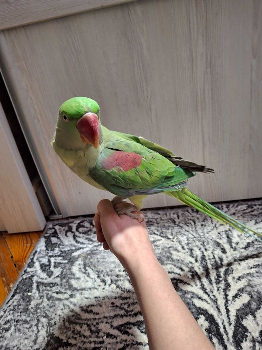 Александрийский попугай