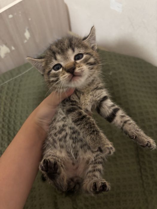 Котята бесплатно