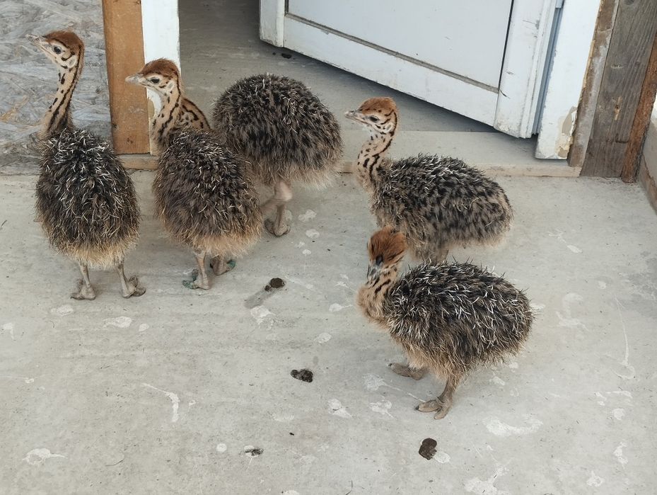 Pui de Struți Negru  African