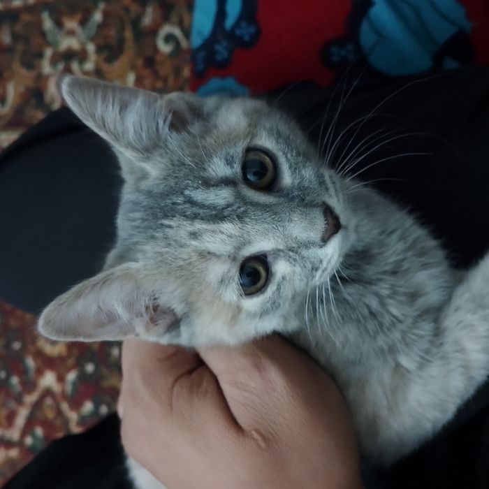 Mushuk sotiladi. 2 yarim oylik.