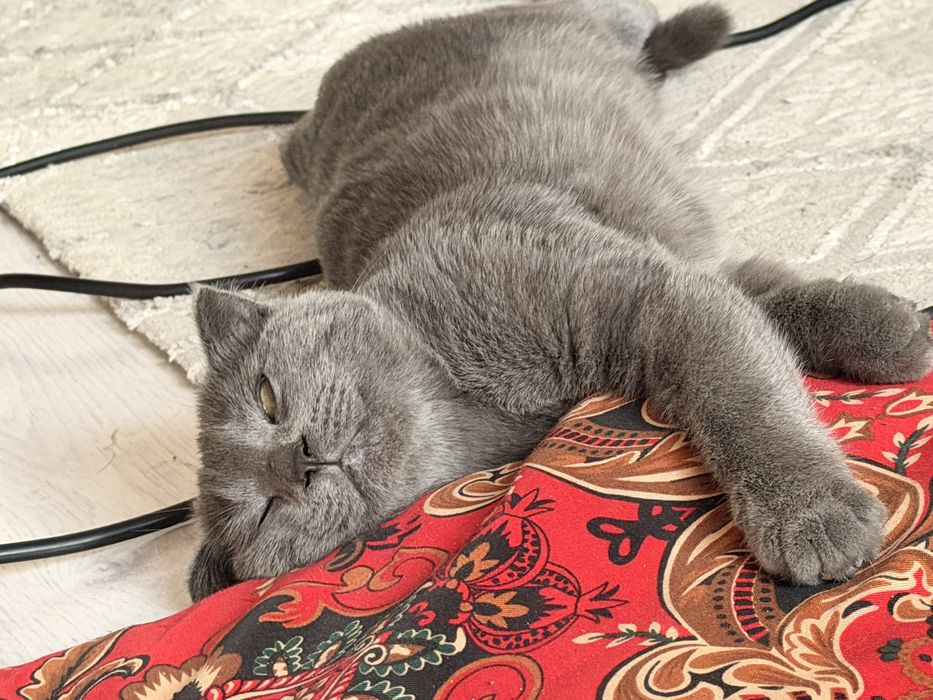Кошка вислоухая Нами