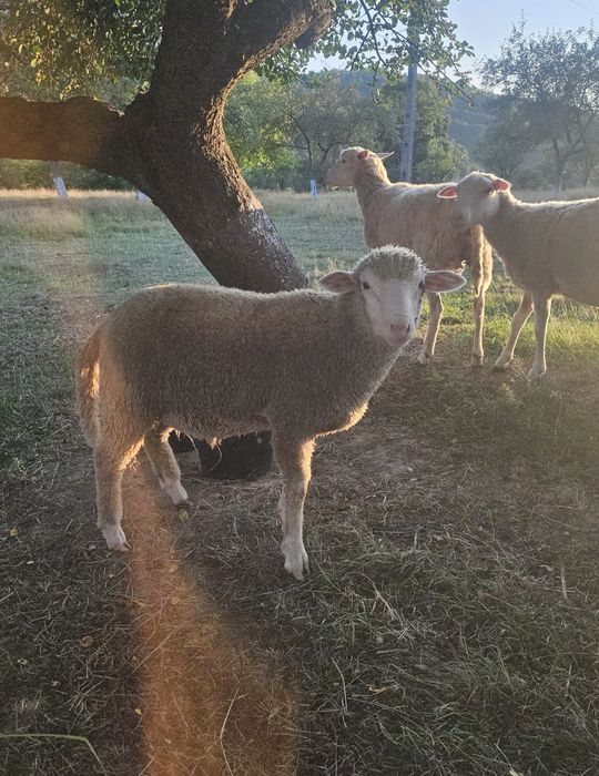 Vând 5 mieluțe și un berbec ile de france