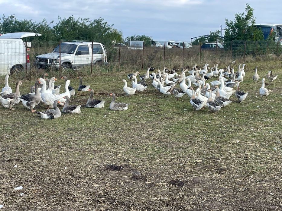 Gaste de curte 2025 disponibile