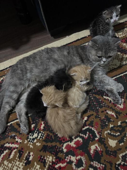 Mushukchalar sotiladi