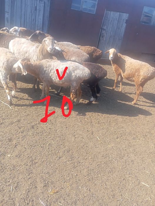 Продам кошкарчиков