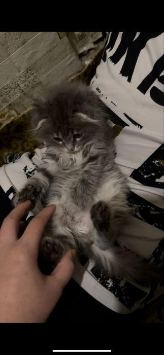 Мысық сатылады өте сүйкімді