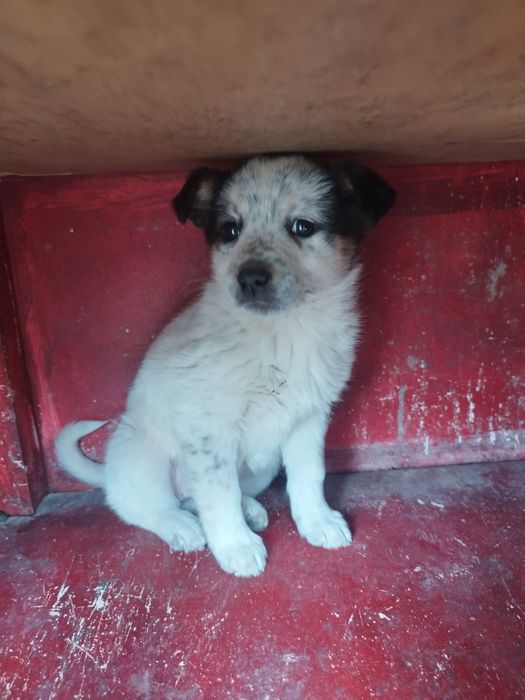 щенок девочка милашка