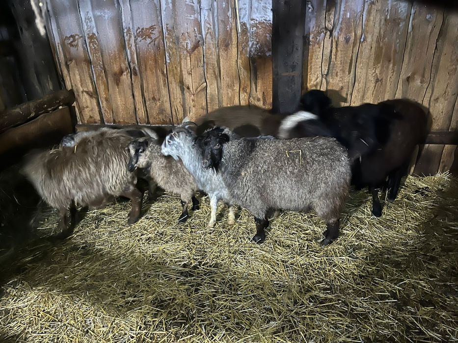 Продам МРС овцы козы