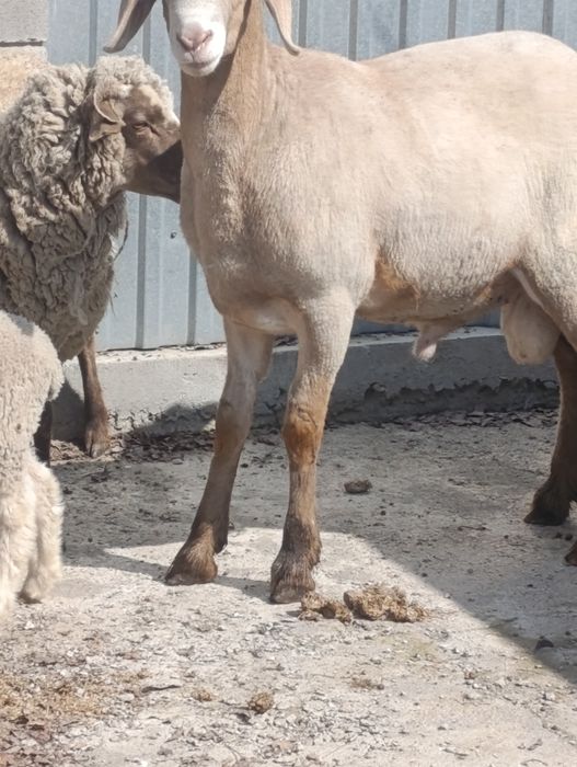 Кочкар арашан продам