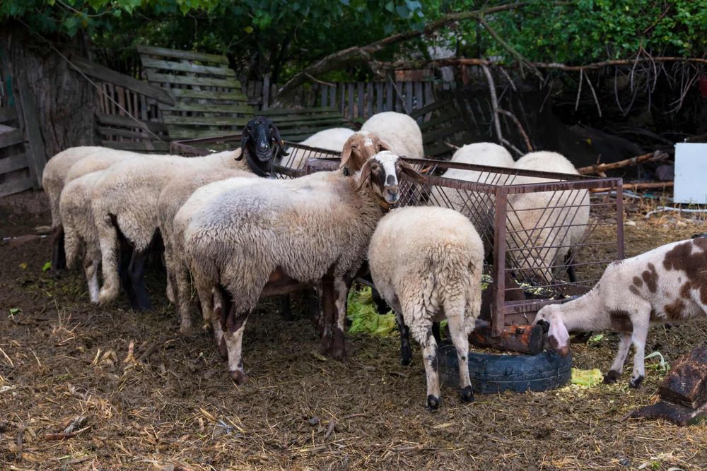 Продавам 15 Овце,1 коч,агнета и шилета