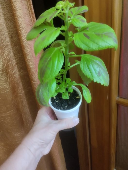Колеусы. Продам.