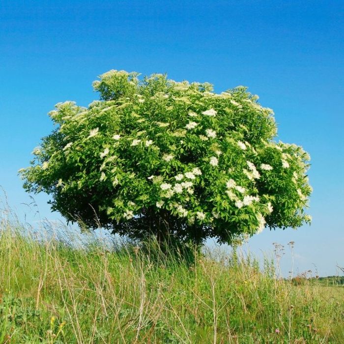 Arbuști Oramentali  (Soc )