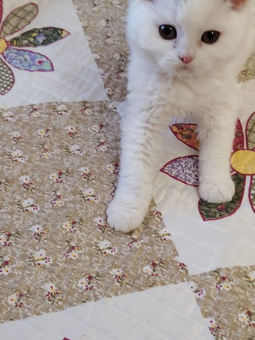 Селкирк рекс кудрявые котята