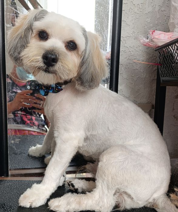 Tuns catei talie mica