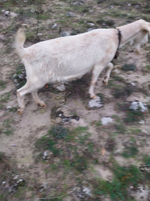 Млади млечни заплодени кози