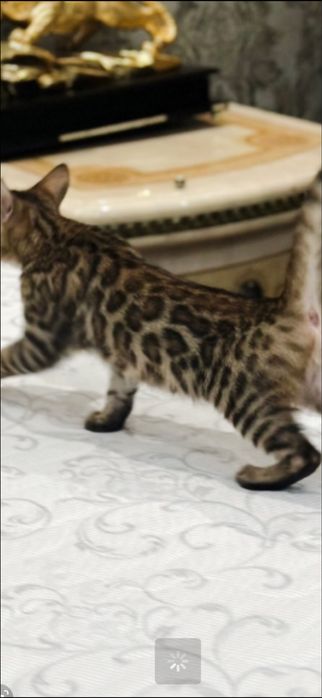 Чистокровные котята Бенгалы