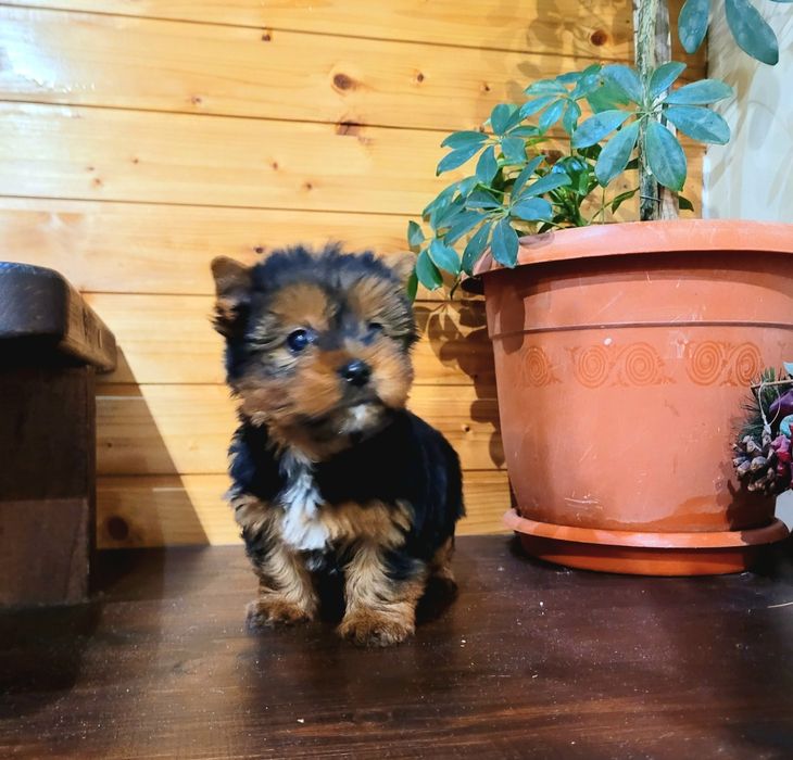 Йоркширски териер йорки