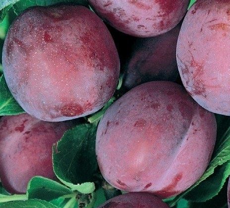 Prun Sangue Di Drago la ghiveci
