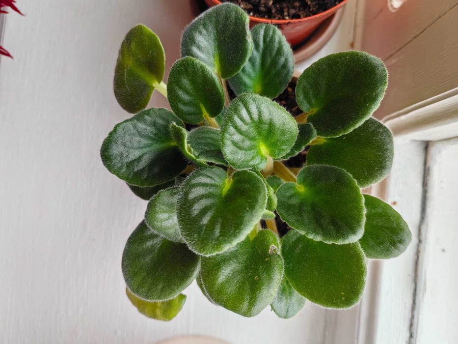 Цветы фиалки комнатные