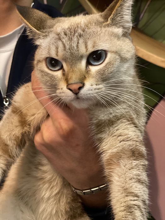 Thai va siam zoti aralash mushuk 7oyli qz bola tugmagan