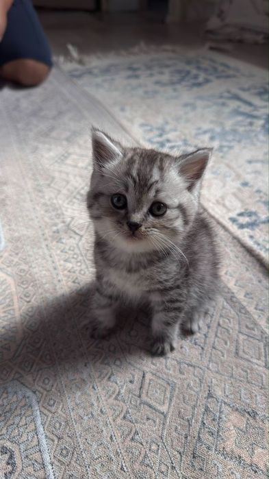 Вислоухие Британские котята