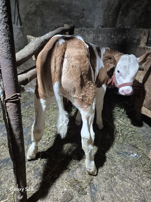 De vanzare vitica bălțată de 3 luni