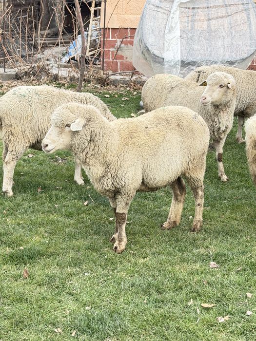 Бараны қой сатылады