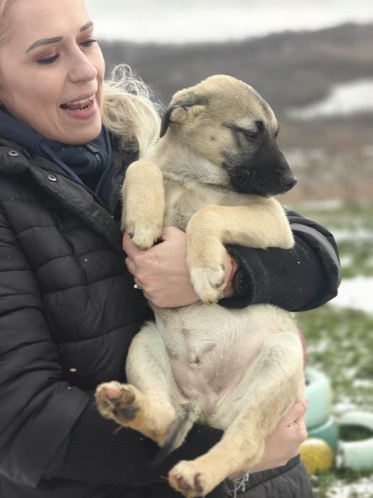 Catelusi tineri, cuminți și inteligenți își caută căsuța