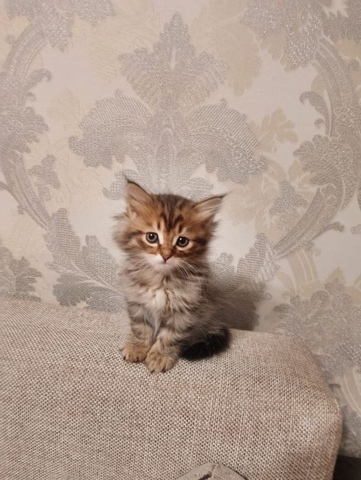 Продам породистого котенка