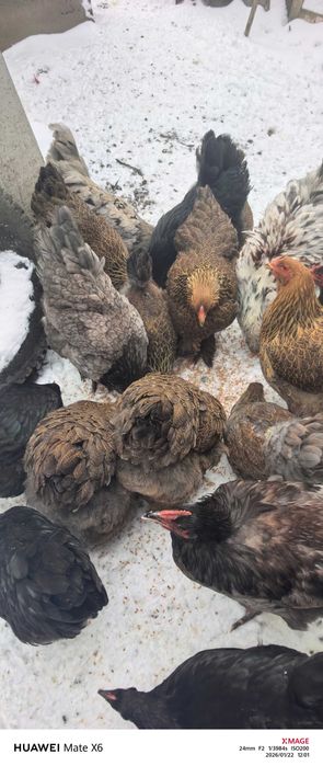 Кокошки породисти