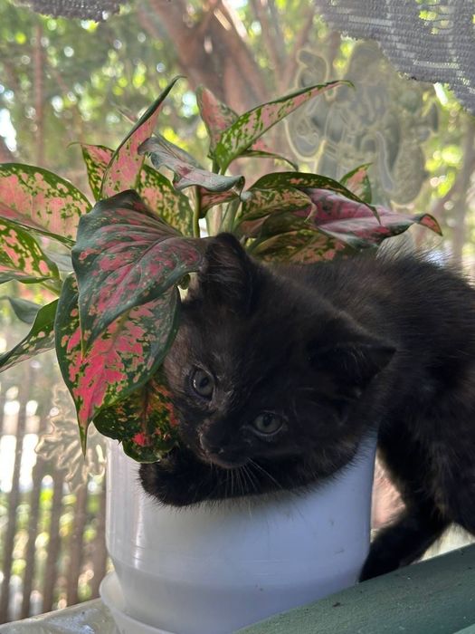 Котята ,отдам в добрые руки.