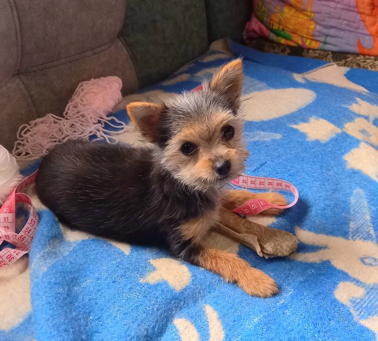 Передержка собак