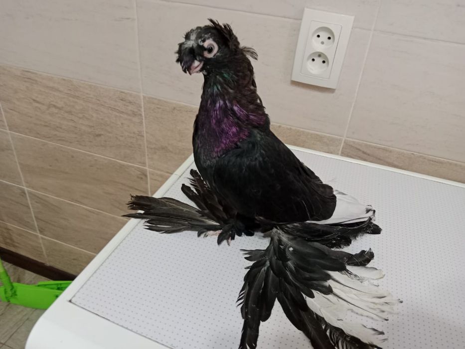 Продам   голубя