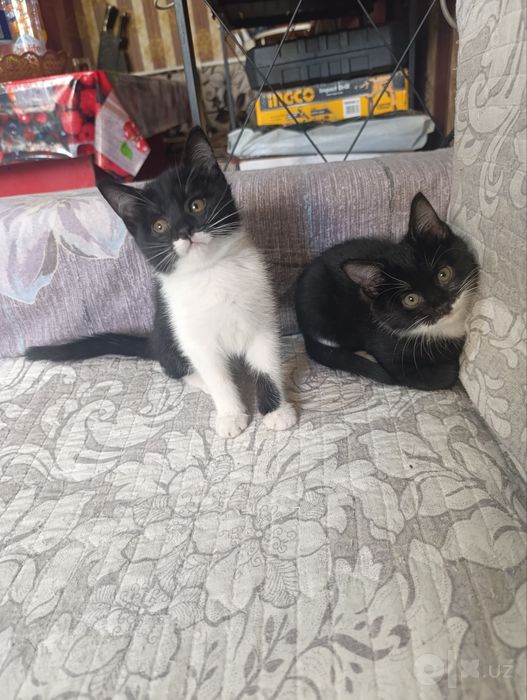 Отдаю даром котят