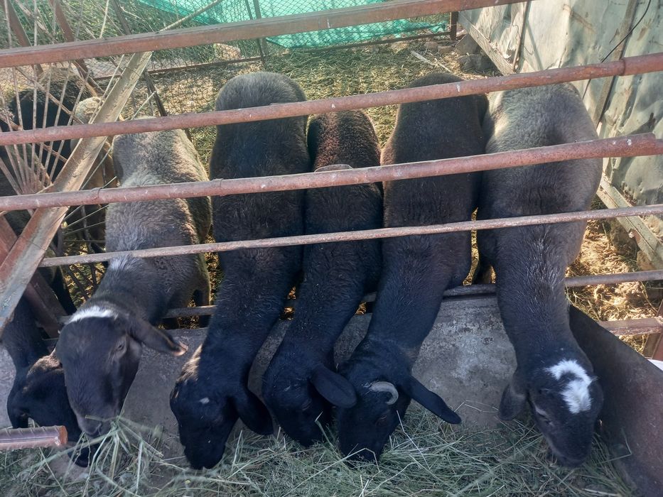 Кучкорлар сотилади