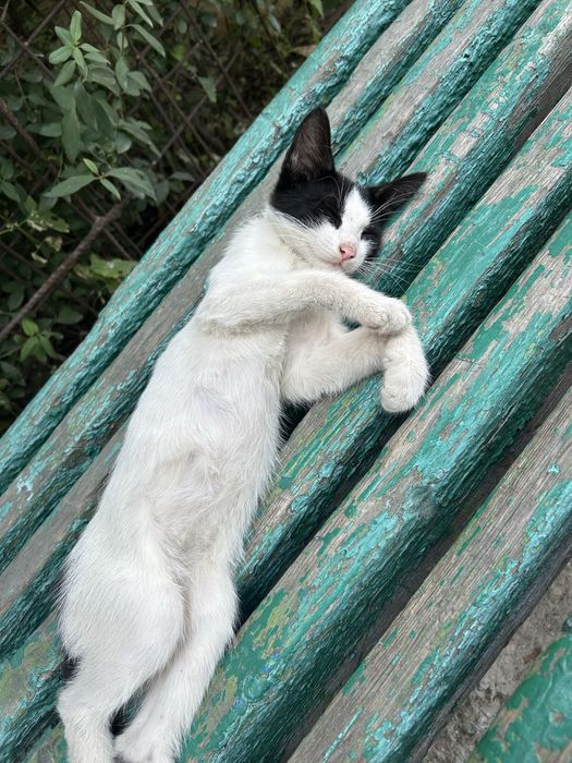 Котенок маленький
