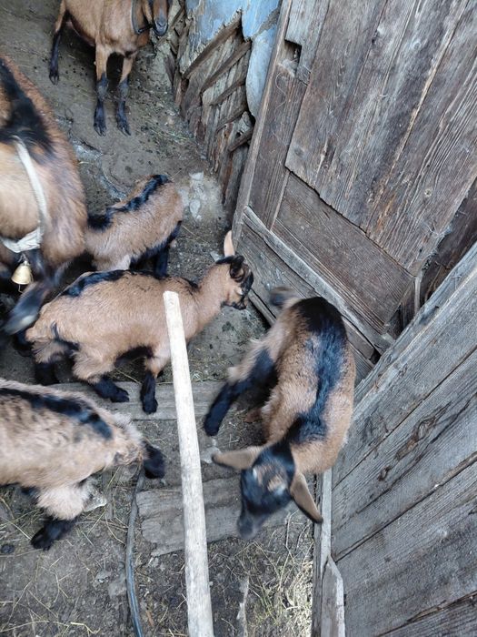 Vand iedite alpine franceze