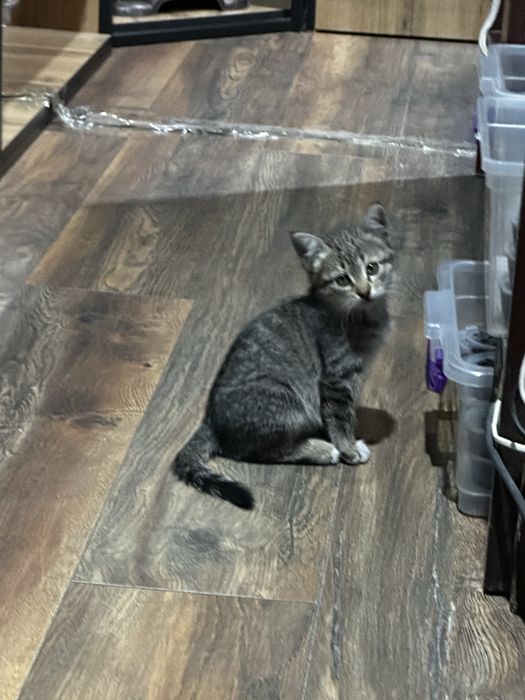 Котёнок бесплатно