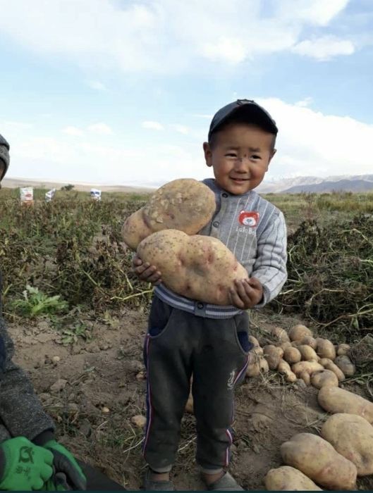 Удобрение нанокремний