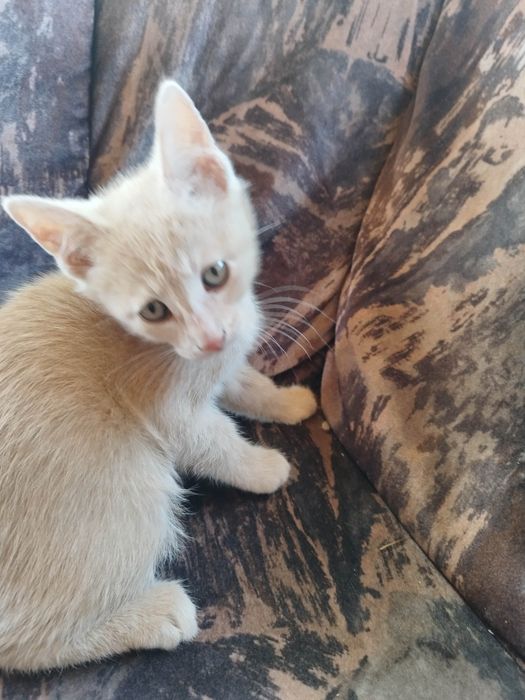 Раздавам котета на 2 месеца
