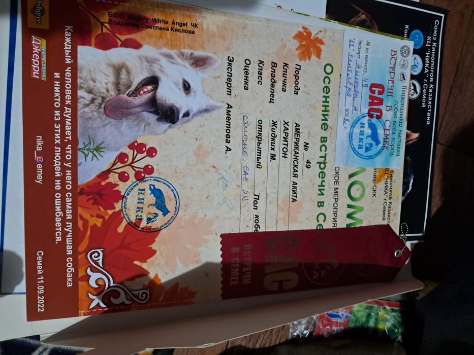 Породный кобель для вязки