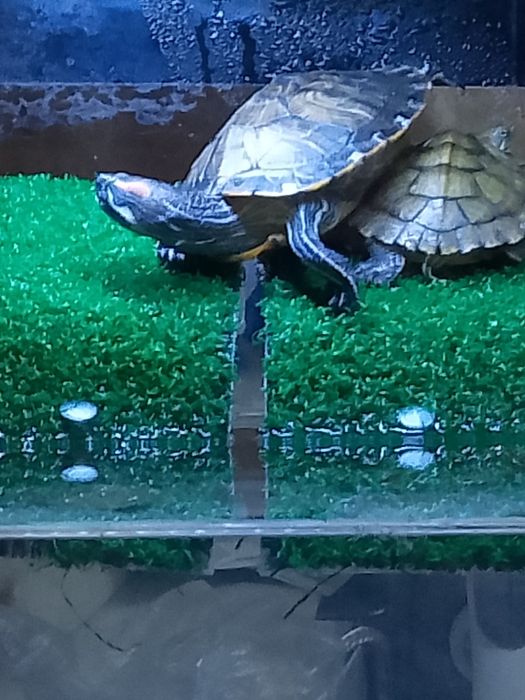 Продам красноухих черепах