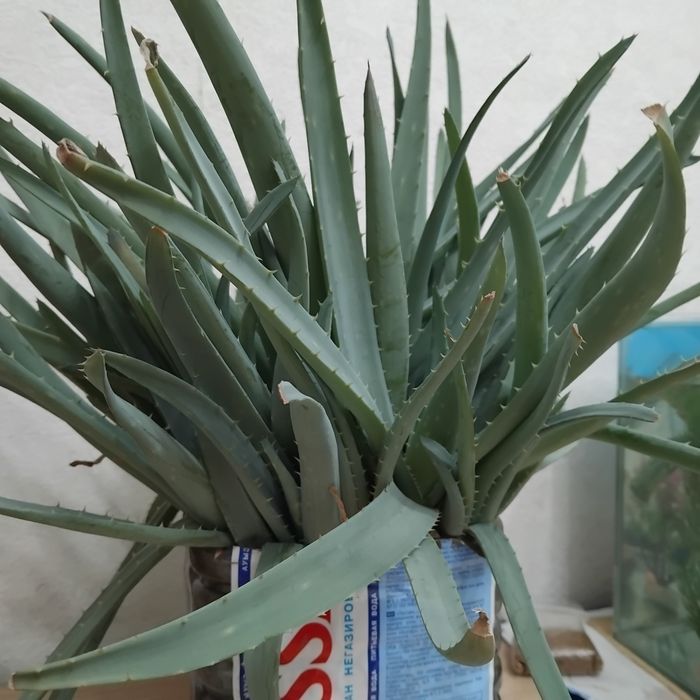 Аллое народное лечебное