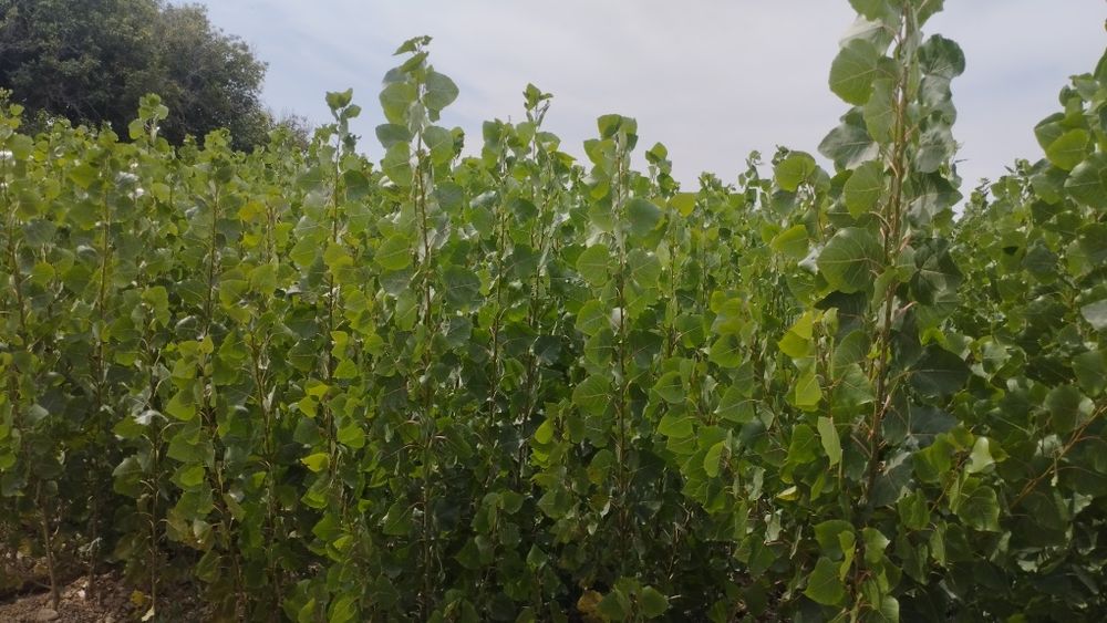 Саженцы Живой изгородь