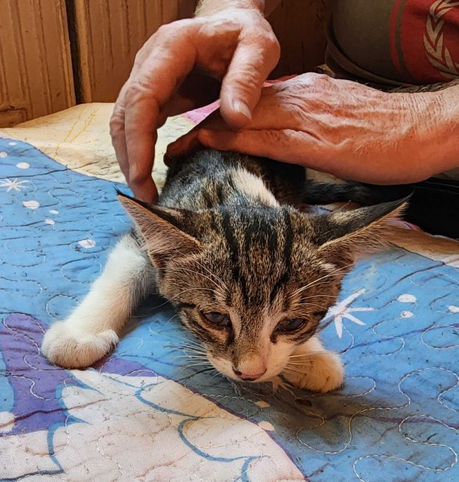 Домашние котята в добрые руки