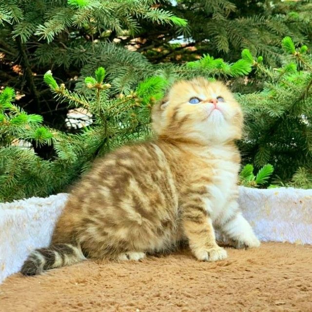 Шикарные котята от правильной вязки