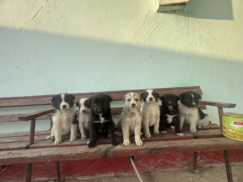 Щенок / щенята, Собака / собаки