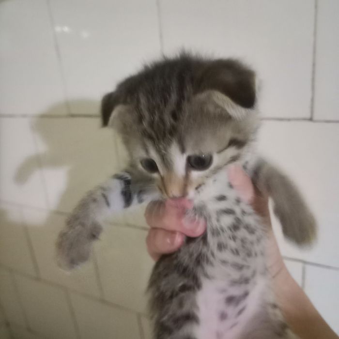 Вислоухие котята 1 месяц мальчики и девочка