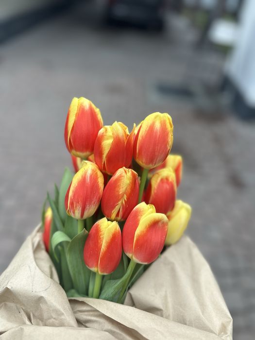 Тюльпаны 5 видов