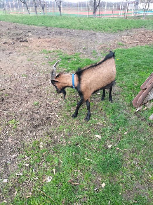 Vând capre Alpina franceza femela și ieduțe și un țap pentru montă